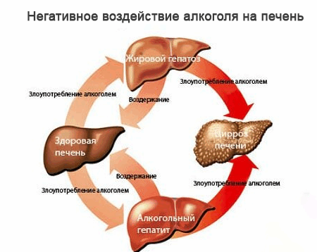 Здоровый образ жизни снижает негативное воздействие алкоголя на печень