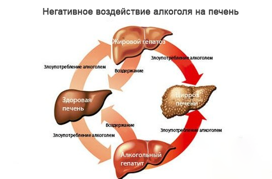 Preview Здоровый образ жизни снижает негативное воздействие алкоголя на печень