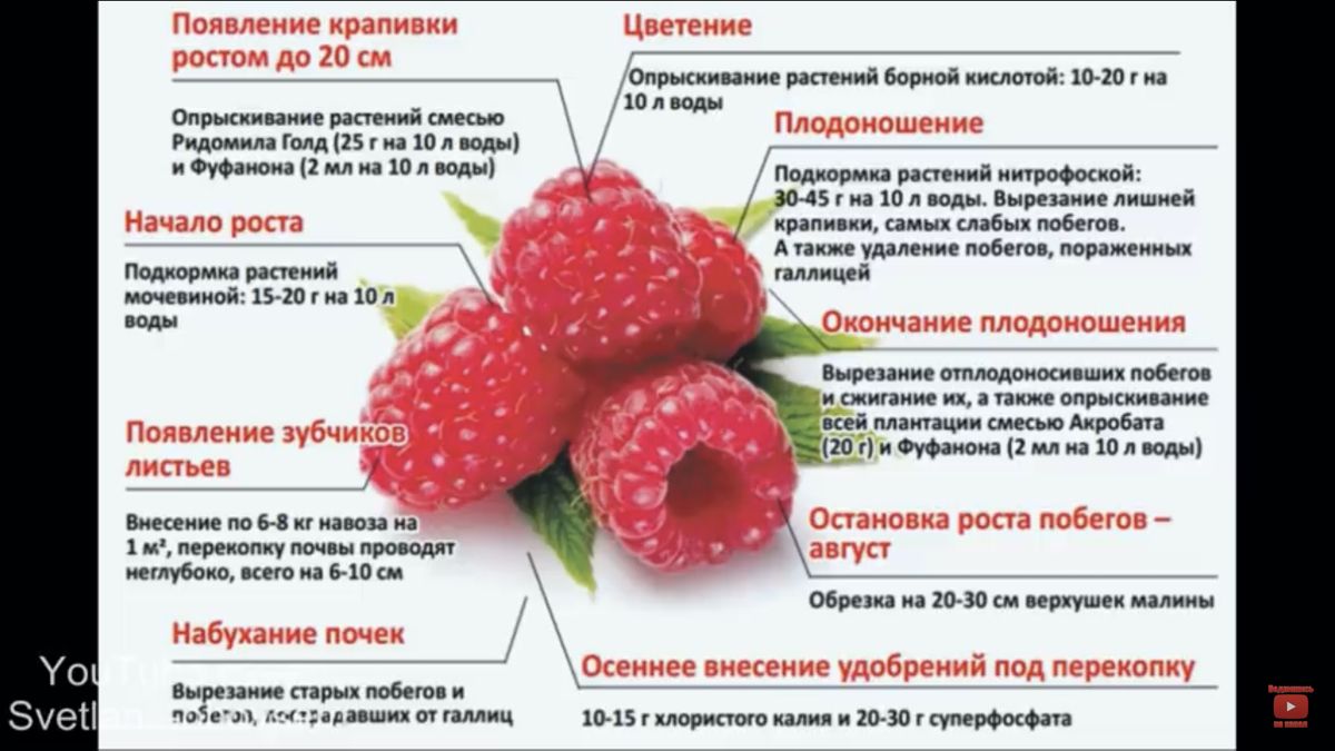 Preview Революционная технология продлит свежесть малины и ускорит выведение сортов