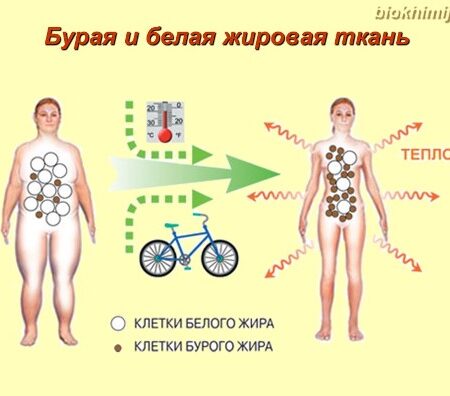 Неожиданное открытие: Расположение жира влияет на старение сердца
