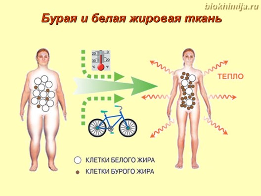 Preview Неожиданное открытие: Расположение жира влияет на старение сердца