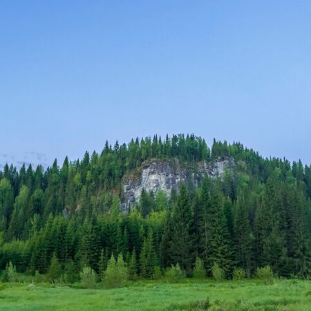 Обнаружено накопление цезия-137 в северной тайге