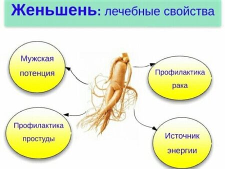 Женьшень: Новое подтверждение его удивительных целебных свойств, включая потенциал в борьбе с раком