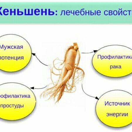 Женьшень: Новое подтверждение его удивительных целебных свойств, включая потенциал в борьбе с раком