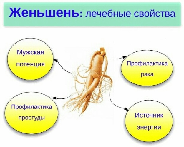 Preview Женьшень: Новое подтверждение его удивительных целебных свойств, включая потенциал в борьбе с раком