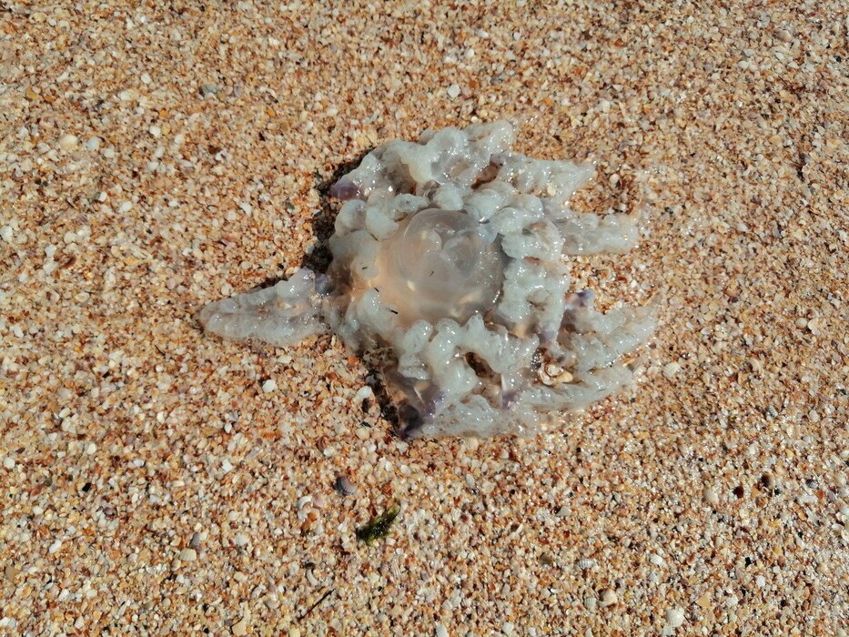 Preview Медузы атаковали пляжи: ветры и морские течения принесли к побережью Азовского моря тонны слизи