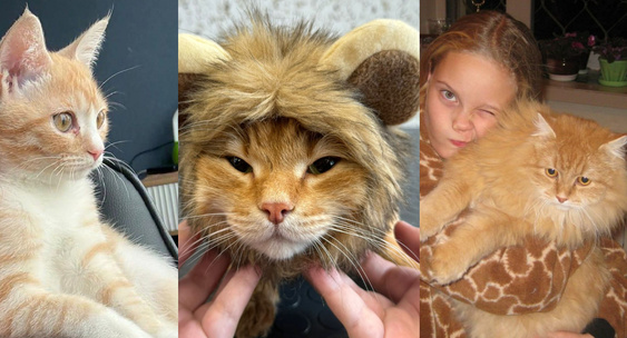 Preview Солнечные любимцы Новосибирска: в честь Дня рыжего кота горожане поделились фото своих питомцев