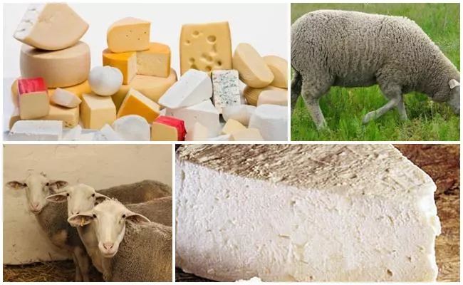 Preview Овечье молоко: уникальные целебные свойства и перспективы применения