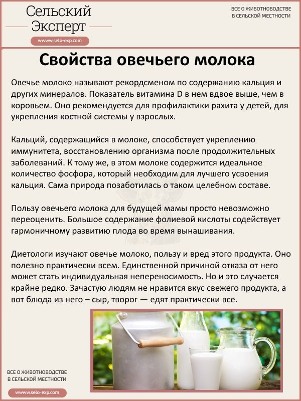 Preview Овечье молоко: новые данные о целебных свойствах