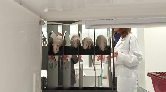 Preview Как оценивают биологическую активность будущих фармпрепаратов: видео