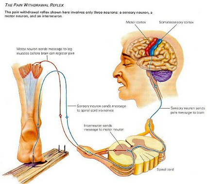 Preview Активные движения защищают мозг от хронической боли