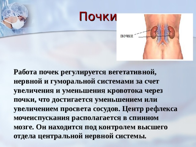 Preview Скрытая угроза сменной работы: как графики влияют на почки