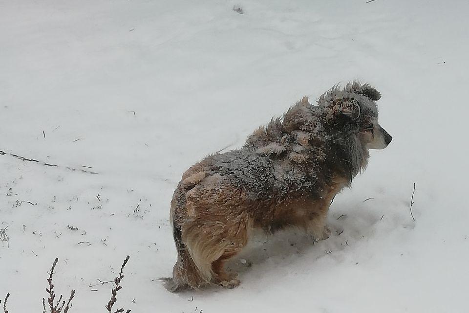 Preview Новосибирские питомцы: как животные переживают первые заморозки без шубы