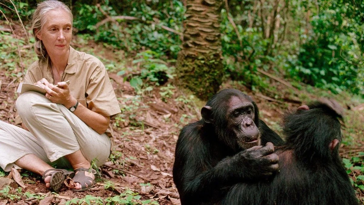 Preview Ушла из жизни Джейн Гудолл: легенда приматологии и этологии