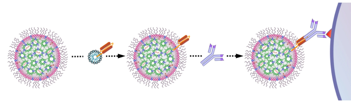Preview Прорыв в лечении аллергии: мРНК-терапия на основе наночастиц