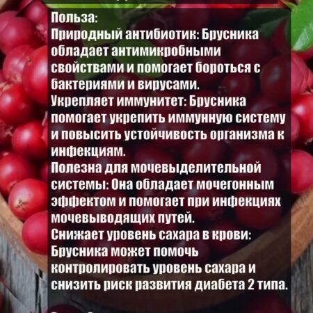 Неожиданная польза брусники: Защита от инфекций без антибиотиков