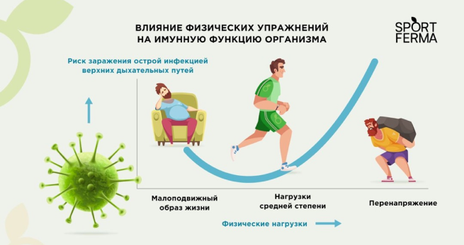 Preview Физические нагрузки: естественный путь к усилению иммунитета