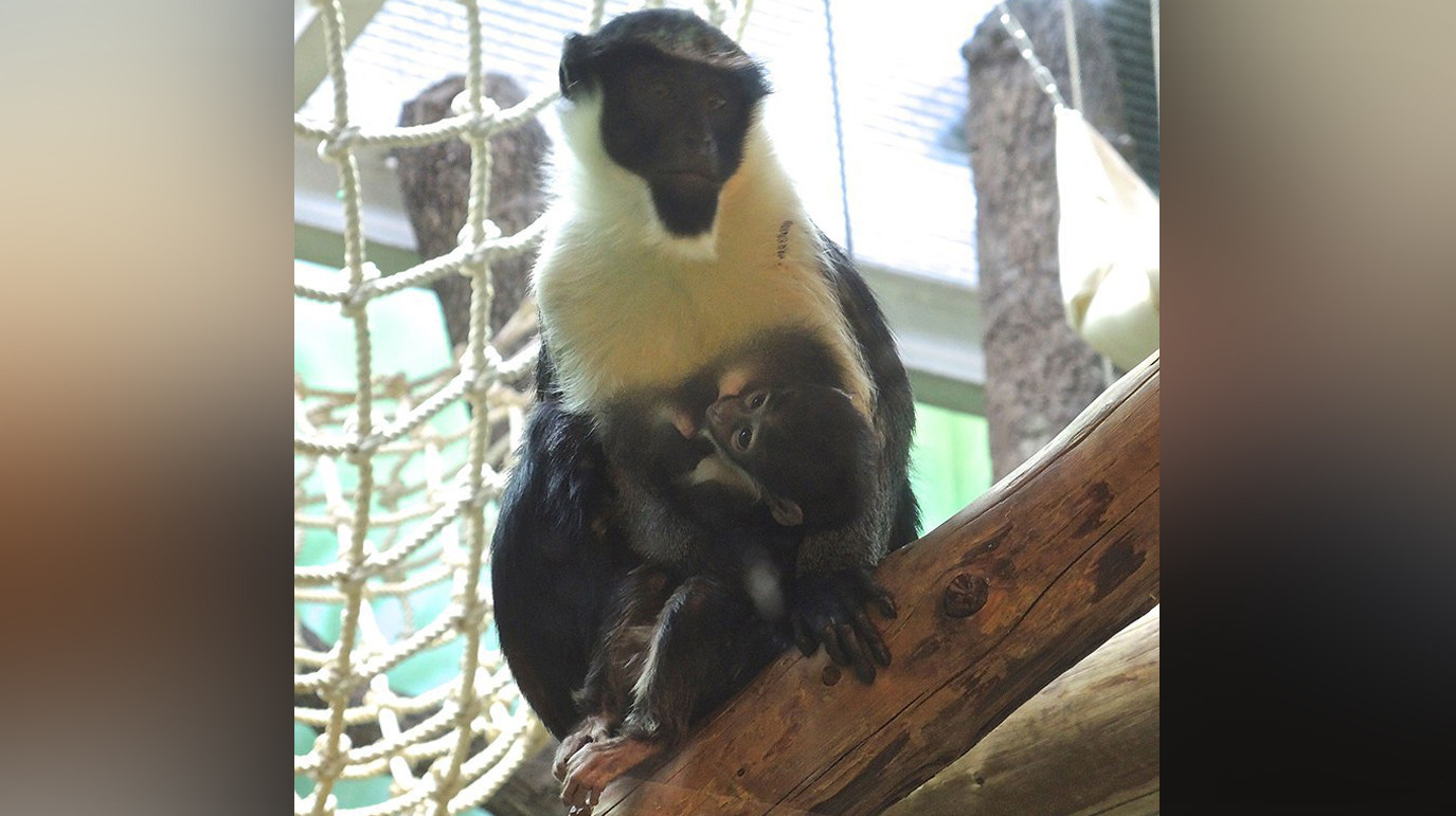 Preview В зоопарке появился на свет детеныш мартышки дианы