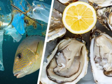 Развенчан миф о вредном загрязнении морепродуктов микропластиком