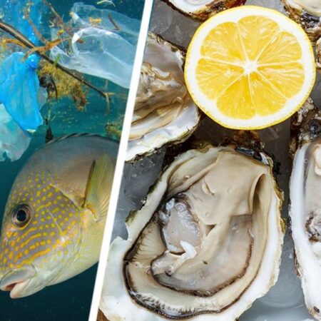 Развенчан миф о вредном загрязнении морепродуктов микропластиком