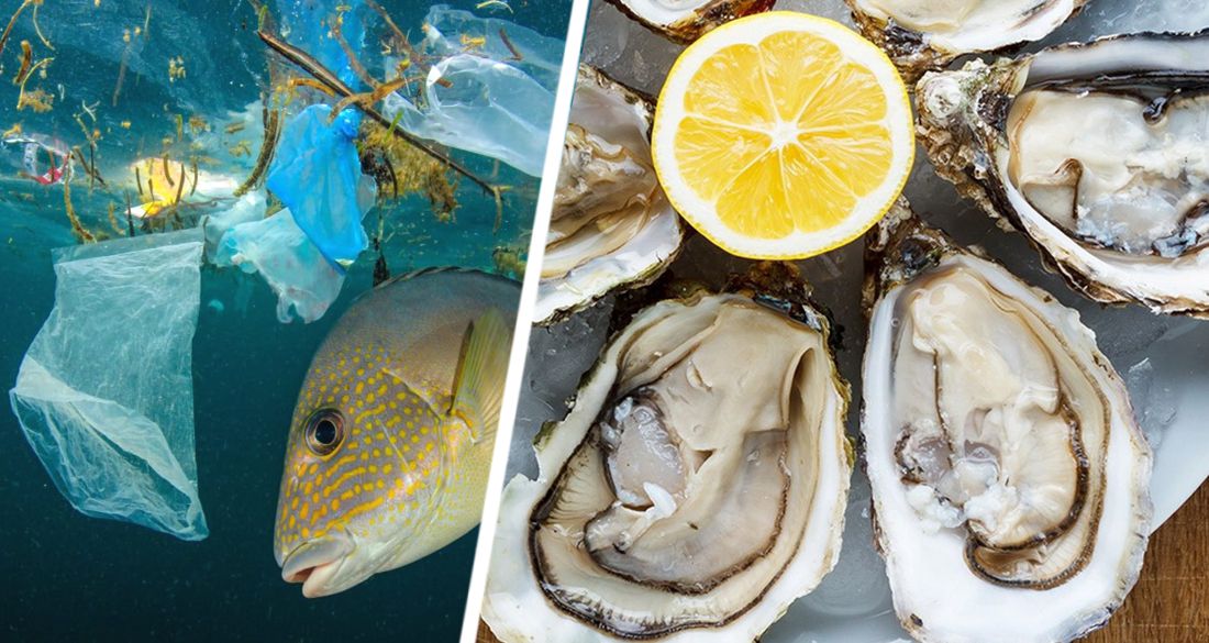 Preview Развенчан миф о вредном загрязнении морепродуктов микропластиком