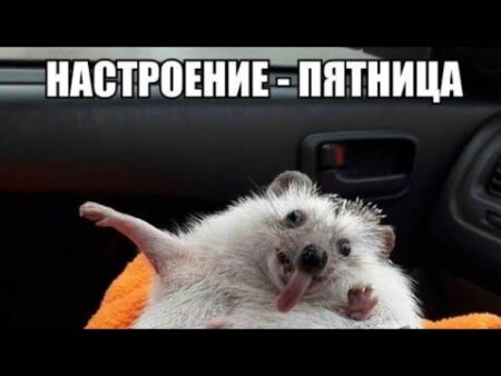 Пятница в Улан-Удэ: поднимаем настроение с пушистыми друзьями!