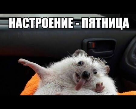 Пятница в Улан-Удэ: поднимаем настроение с пушистыми друзьями!